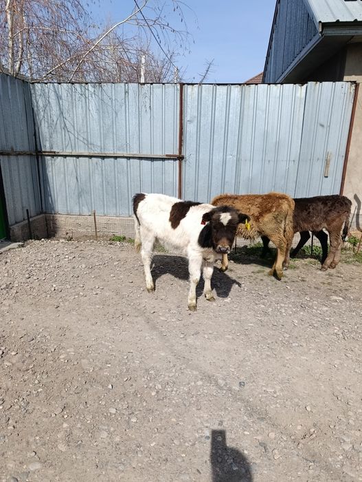 Продаются 3 бычка и 5 тёлок