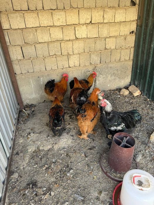 Брама хурозлар сотилади