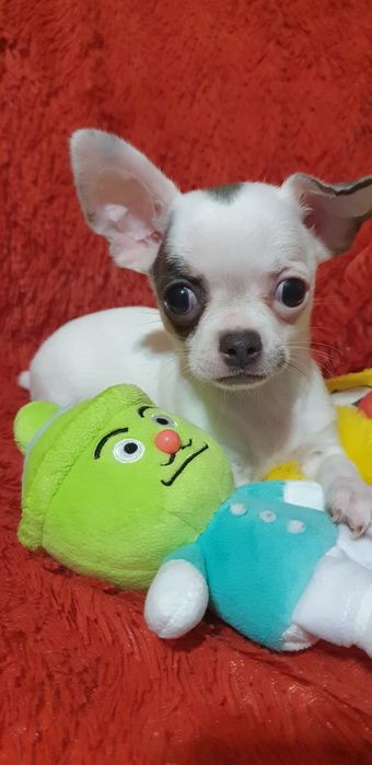 Щенок чихуахуа мальчик