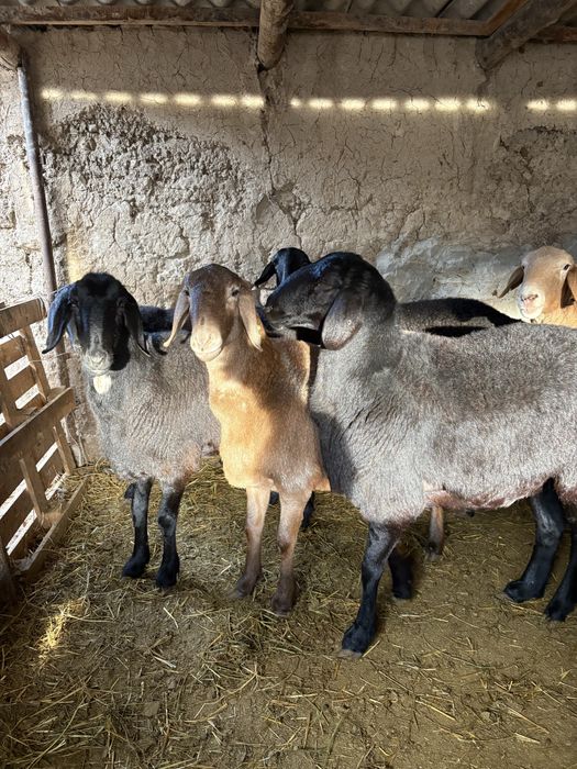 Гисарские тохлы !