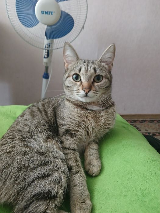 Отдам двух кошек