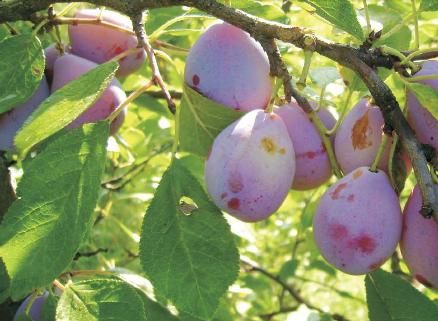 Pomi Fructiferi Străvechi glia Strămoșească (Prun )