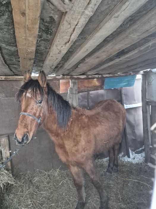 Сатылады еркек семиз