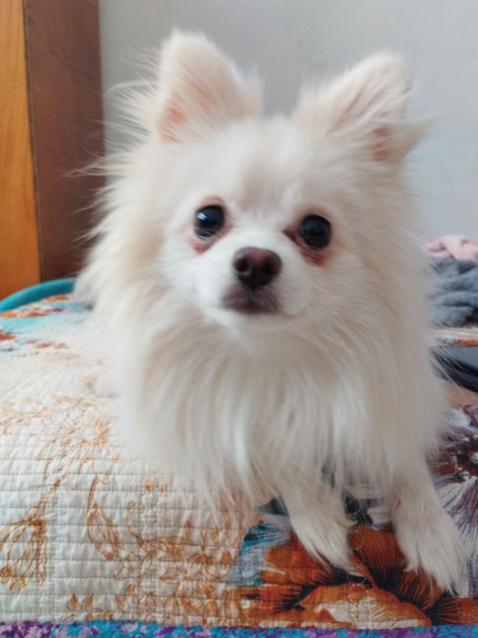 вязка мальчик мини шпиц