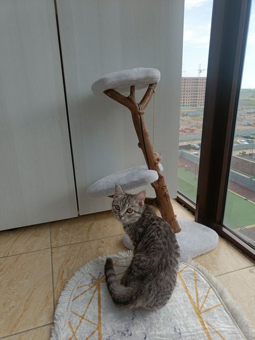 кошка в добрые руки