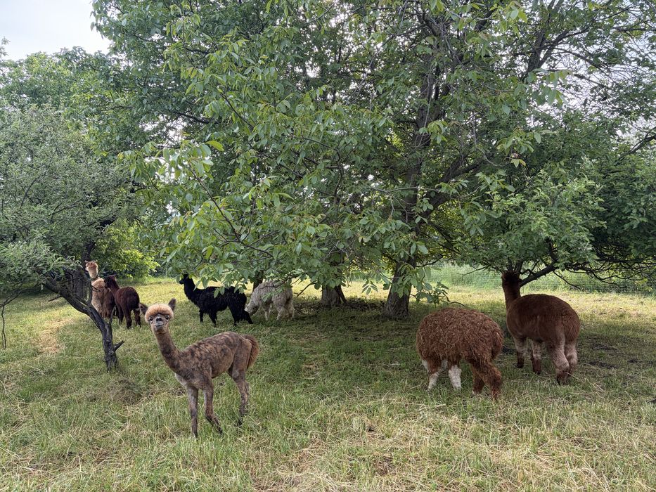 Alpaca de vanzare/femele/masculi/pui