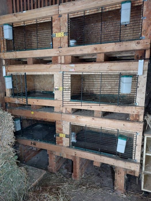 Cuști pentru iepuri