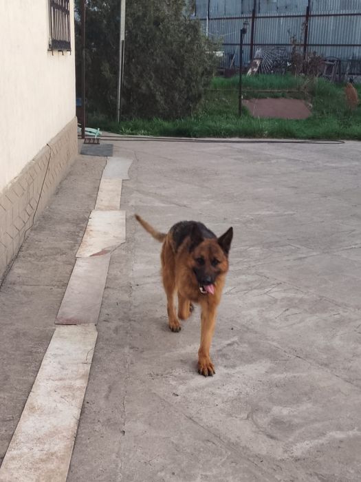 Немецкая овчарка