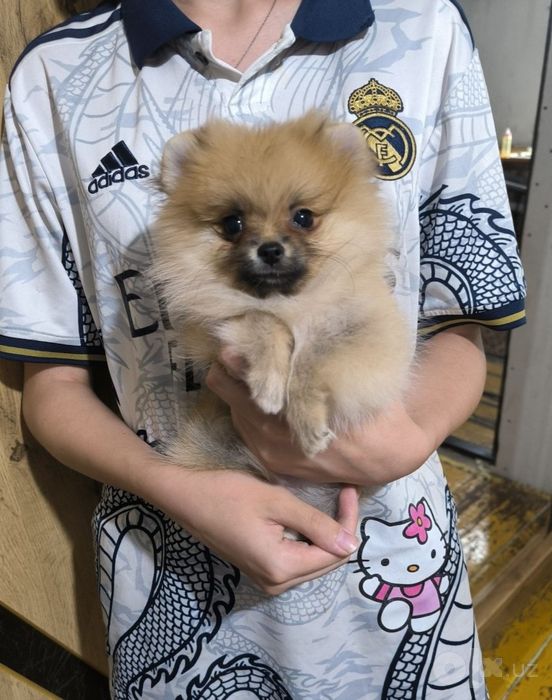 Померанский Шпиц