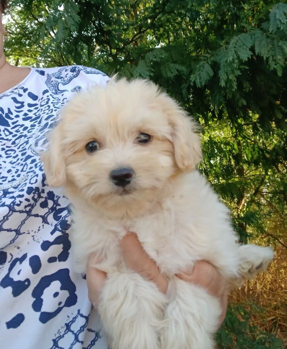 Малтипу/maltipoo/пудел