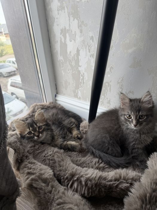 Котята в добрые руки