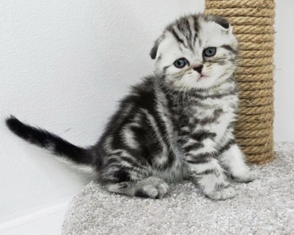 КоТики шотландские