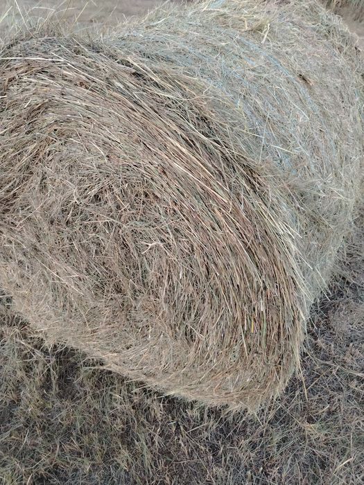 Fân coasa 1, balotii 120 /120