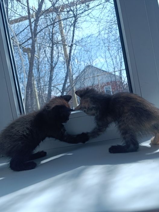 Котята девочки в добрые руки