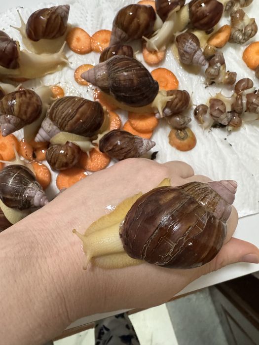 Улитки косметологические для лица убирают морщины