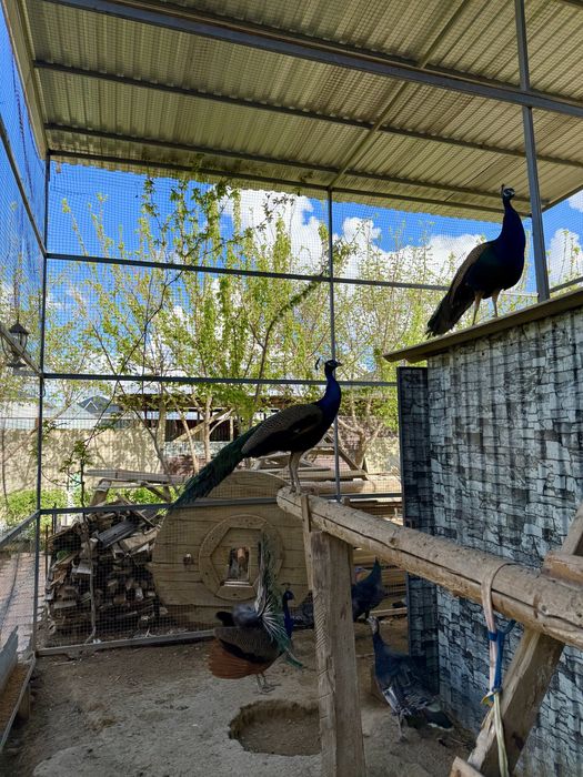 Павлин самец 3 годика