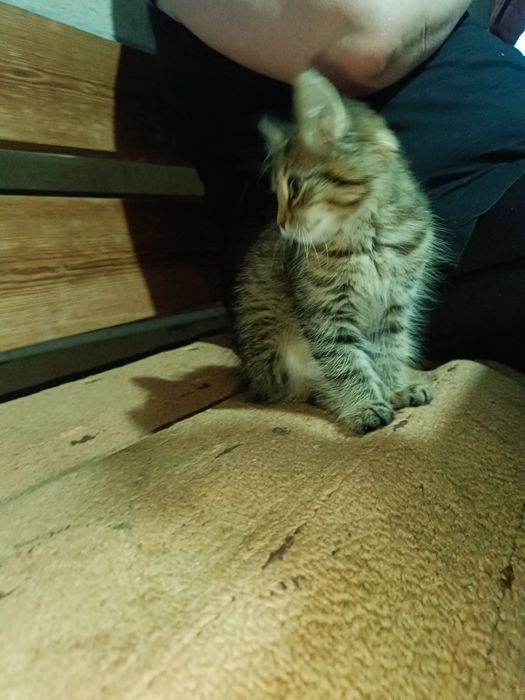 Отдадим котят в добрые руки!