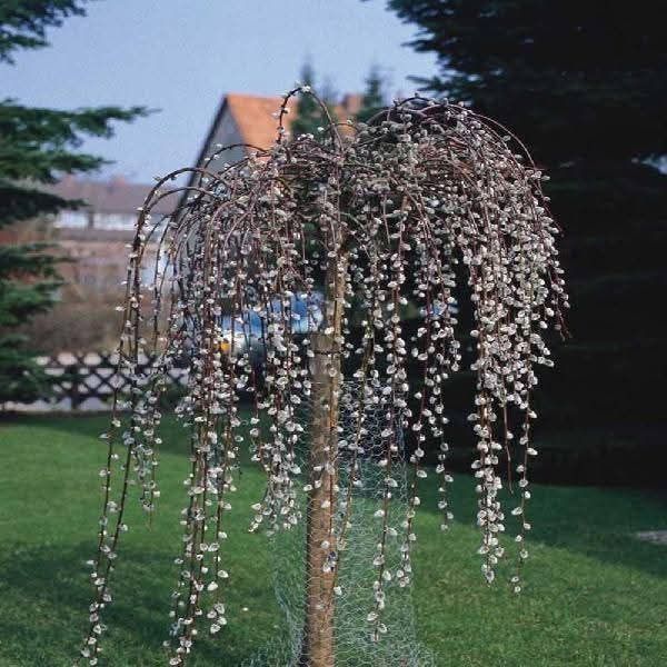 Плачеща върба (Salix caprea 'Kilmarnock')