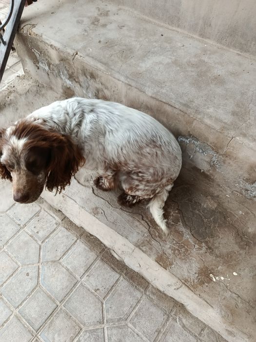 Axotnik it dim oqilli yuvosh.