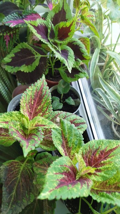 Продаются комнатные растения