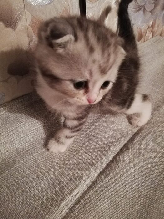 Котенок мальчик, вислаушка