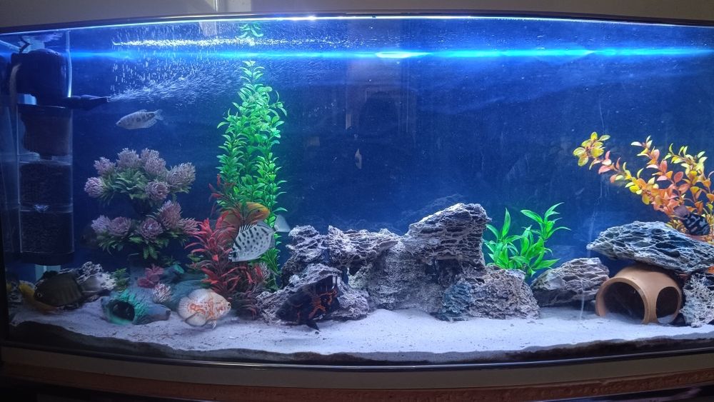 Аквариум 300л баликлари билан 600$