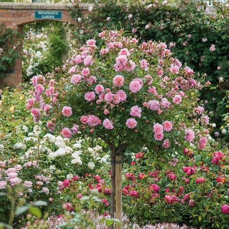 Trandafir Pomisor (Toate nuantele disponibile)