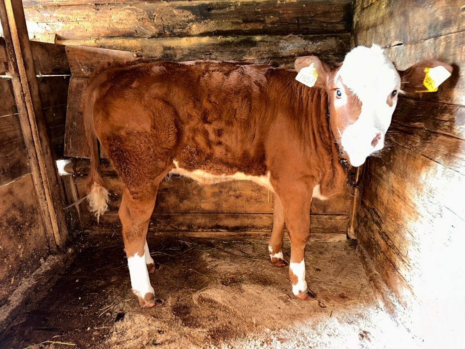 Vaca cu vițea de vanzare