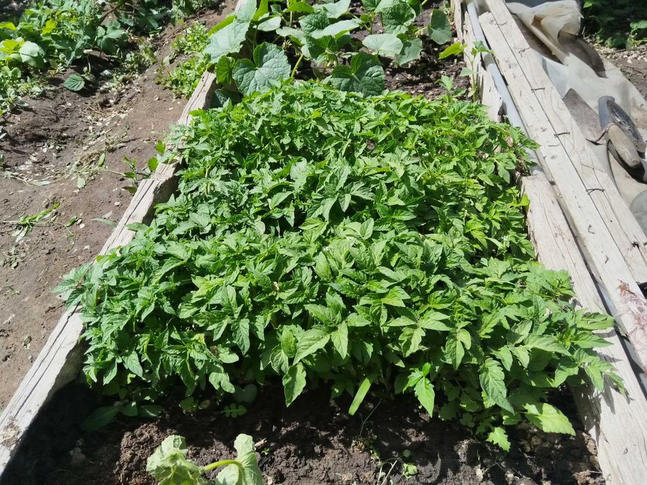 Продам рассаду помидоры