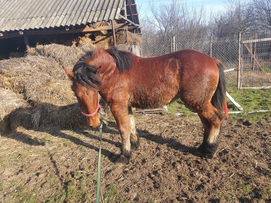 Vând sau schimb carlan