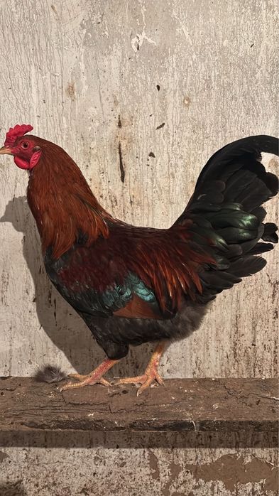 Продается петух