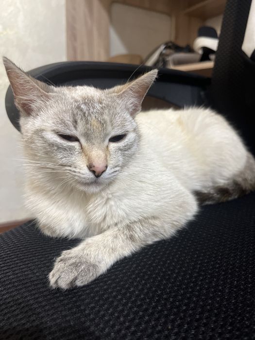 Кошка 3-4 месячная