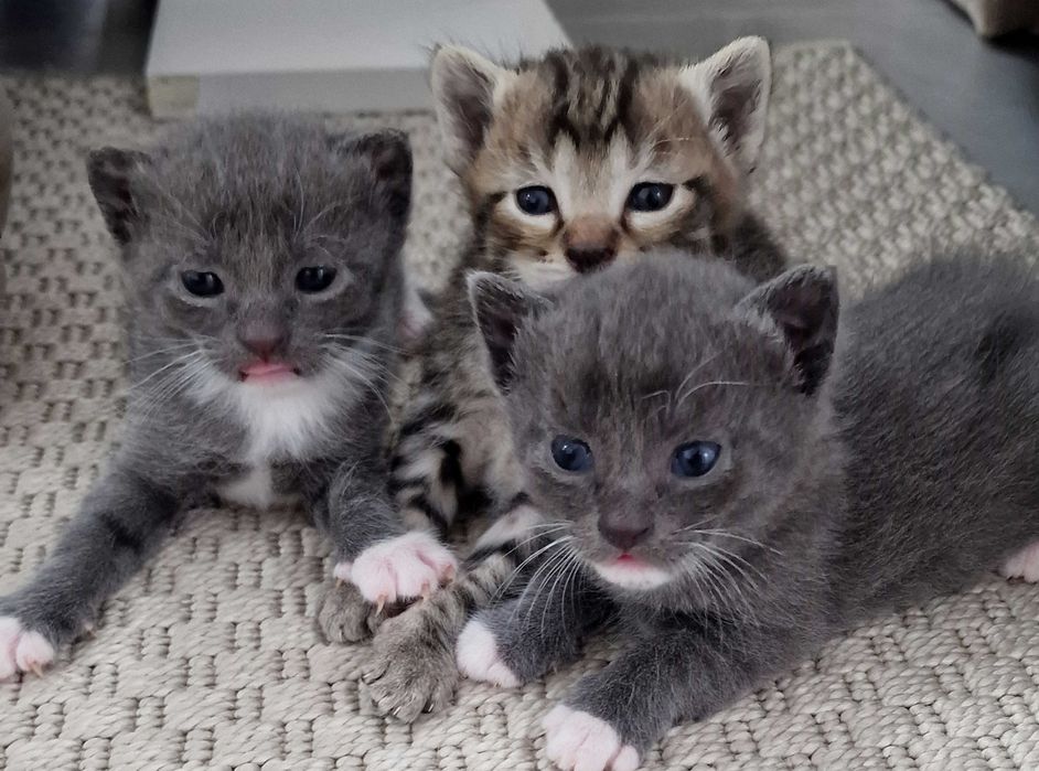 Spre adopție 3 pisoi de 1 lună