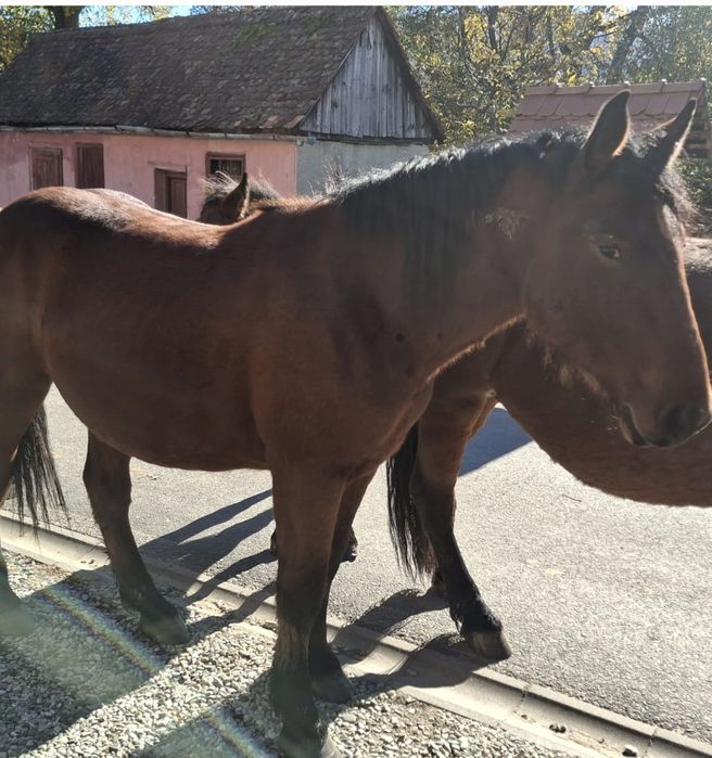 Cârlan 1 an și 5 luni