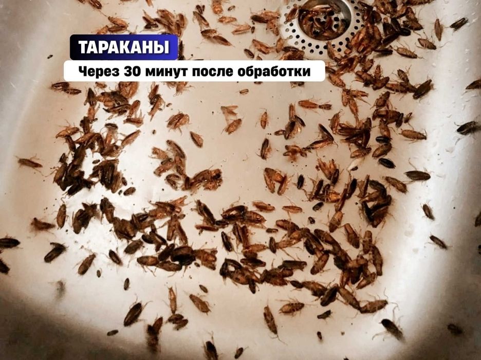 Уничтожение клопов и грызунов и.т.д