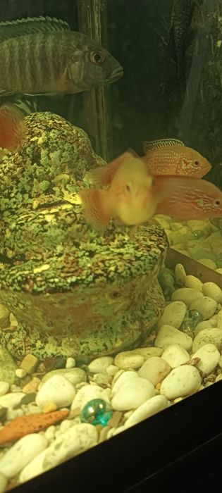 Хромис красавчик