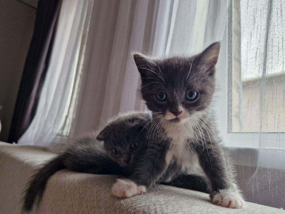 Отдам котят от британки
