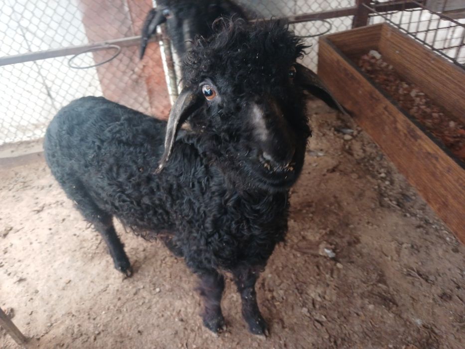 Токтылар сатлады.