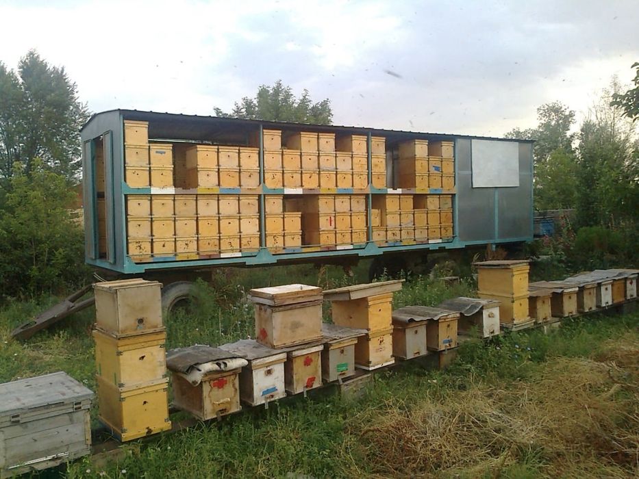 Прицеп пчеловодческий, пасека, пчелы