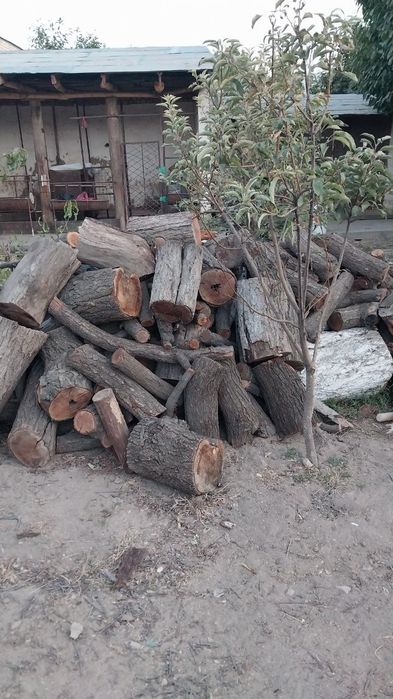 Oʻtin sotiladi! Chirchiqda