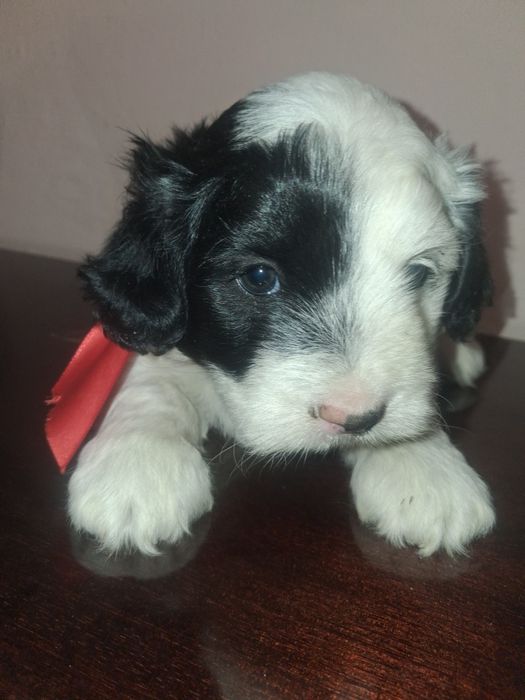 Maltipoo băiețel