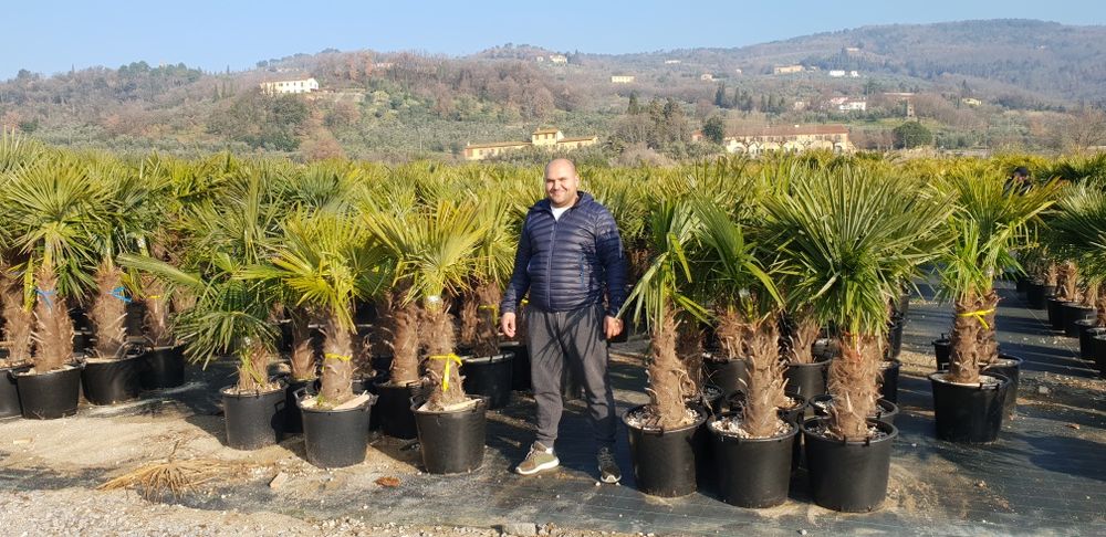 Vindem palmieri de mai multe dimensiuni la prețuri mici