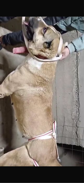 Әкесы Қаранар шешесы Қарабас