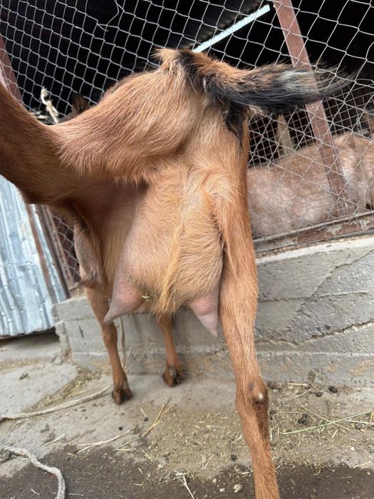 Альпиский ешкі сатылады