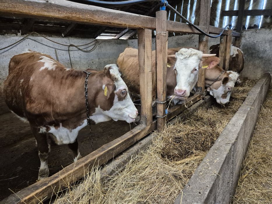 Vand jurinci gestante