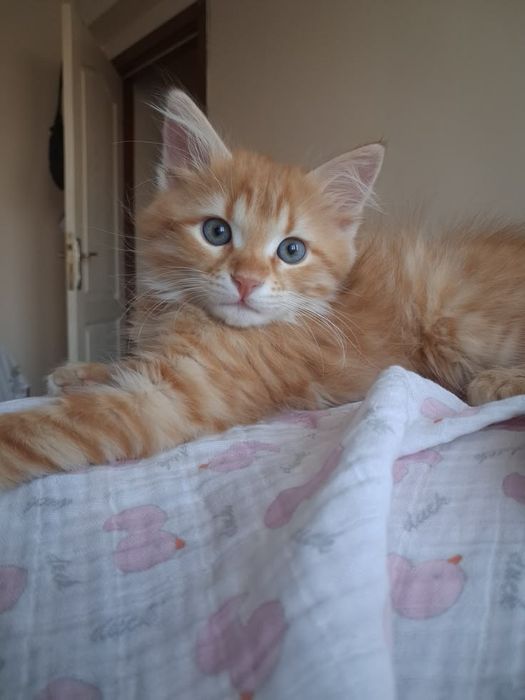 Шотландские котятки!