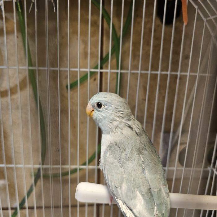 Papagali forpus coelestis