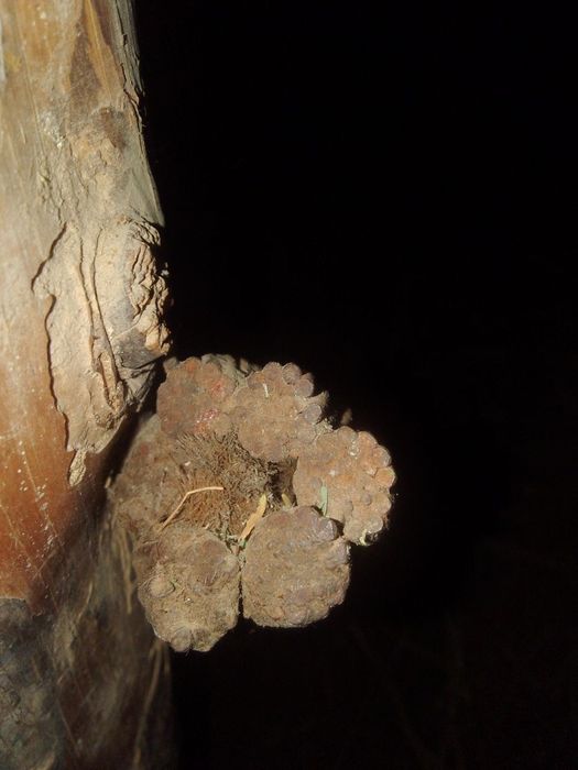 Tros sotildi 350 metr