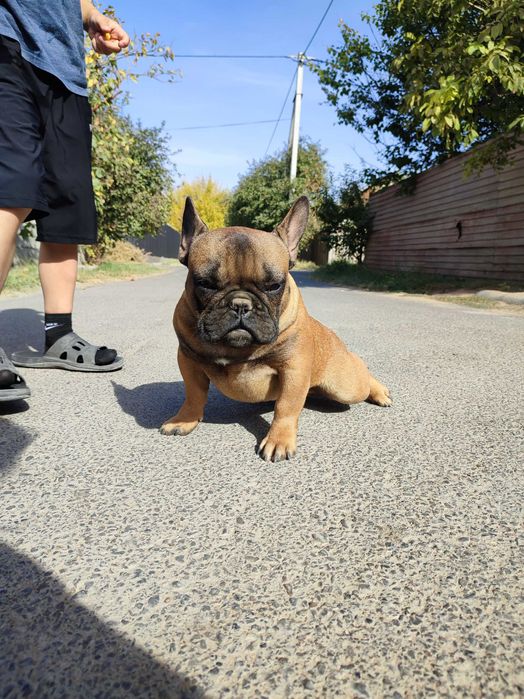 Мальчик Французского бульдога