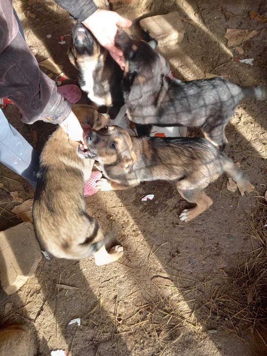 Предлагат се 4 момченца